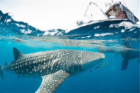 simsearch:6119-09073832,k - Whale shark, Sakatia Island, Madagascar, Indian Ocean, Africa Stock Photo - Premium Royalty-Free, Code: 6119-09085724