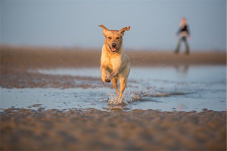 east sussex - Dog and owner on Camber Sands, Rye, East Sussex, England, United Kingdom, Europe Photographie de stock - Premium Libres de Droits, Code: 6119-09147247