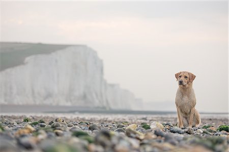 english ocean coast - Golden labrador on the pebble beach at Cuckmere Haven with the Seven Sisters chalk cliffs behind, South Downs National Park, East Sussex, England, United Kingdom, Europe Stock Photo - Premium Royalty-Free, Code: 6119-09147262