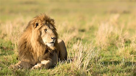 simsearch:841-09194674,k - Male lion (Panthera leo), Masai Mara, Kenya, East Africa, Africa Stock Photo - Premium Royalty-Free, Code: 6119-09147219