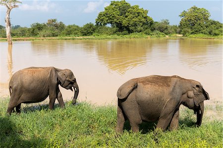 pozza d'acqua - Asian elephants in Udawalawe National Park, Sri Lanka, Asia Fotografie stock - Premium Royalty-Free, Codice: 6119-09147367