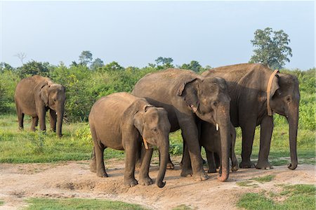 four animals - Group of Asian elephants in Udawalawe National Park, Sri Lanka, Asia Foto de stock - Sin royalties Premium, Código: 6119-09147365
