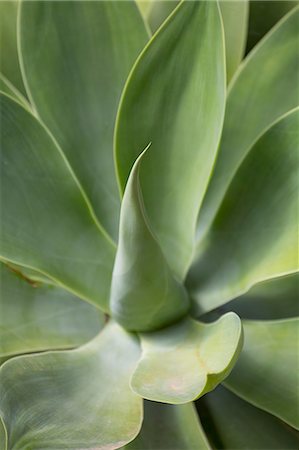 Detail of an Agave plant on the volcanic island of Fuerteventura, Canary Islands, Spain, Atlantic, Europe Stock Photo - Premium Royalty-Free, Code: 6119-09147334