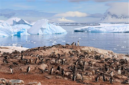 Gentoo penguin (Pygoscelis papua) colony, Cuverville Island, Errera Channel, Danco Coast, Antarctic Peninsula, Antarctica, Polar Regions Photographie de stock - Premium Libres de Droits, Code: 6119-09156447