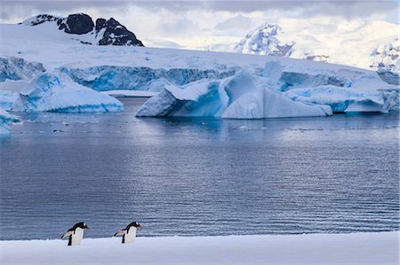 simsearch:6119-09134744,k - Gentoo penguins (Pygoscelis papua), Cuverville Island, Errera Channel, Danco Coast, Antarctic Peninsula, Antarctica, Polar Regions Foto de stock - Sin royalties Premium, Código: 6119-09156453