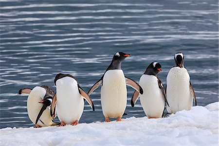 five animals - Gentoo penguins (Pygoscelis papua) in a line at the snowy sea shore, Cuverville Island, Antarctic Peninsula, Antarctica, Polar Regions Stock Photo - Premium Royalty-Free, Code: 6119-09156452