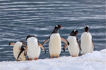 Gentoo penguins (Pygoscelis papua) in a line at the snowy sea shore, Cuverville Island, Antarctic Peninsula, Antarctica, Polar Regions Photographie de stock - Premium Libres de Droits, Code: 6119-09156452