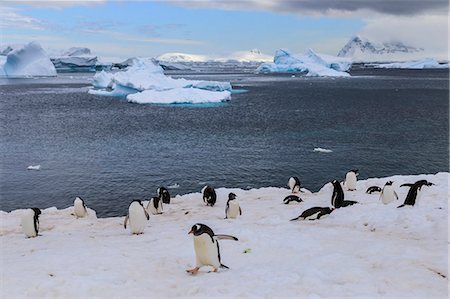 penguin on ice - Gentoo penguins (Pygoscelis papua) come ashore, Cuverville Island, Errera Channel, Danco Coast, Antarctic Peninsula, Antarctica, Polar Regions Stock Photo - Premium Royalty-Free, Code: 6119-09156454