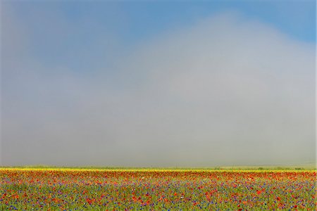 Wildflower meadow of poppies and cornflowers in the morning mist, Monte Sibillini, Umbria, Italy, Europe Foto de stock - Sin royalties Premium, Código: 6119-09156482