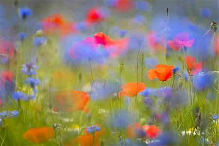 simsearch:6119-09156483,k - Wildflower meadow of poppies and cornflower, Piano Grande, Monte Sibillini, Umbria, Italy, Europe Foto de stock - Sin royalties Premium, Código: 6119-09156497