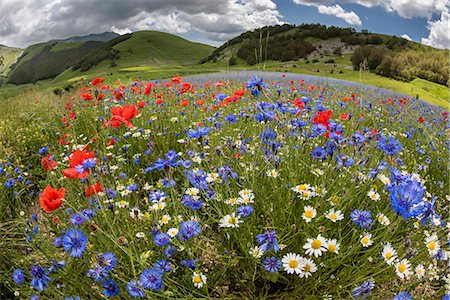 Wildflower meadow of poppies, ox-eye daisy and cornflower, Monte Sibillini Mountains, Piano Grande, Umbria, Italy, Europe Stock Photo - Premium Royalty-Free, Code: 6119-09156496