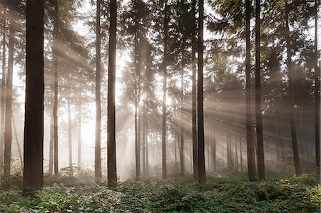 Sunbeams in a forest, Moselle Valley, Rhineland-Palatinate, Germany, Europe Stock Photo - Premium Royalty-Free, Code: 6119-09156425