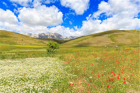 Blossoms in the lentil fields of Santo Stefano di Sessanio, Abruzzo, Italy, Europe Foto de stock - Sin royalties Premium, Código: 6119-09156553