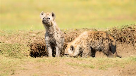 simsearch:6119-08268259,k - Hyena cubs, Masai Mara, Kenya, East Africa, Africa Stock Photo - Premium Royalty-Free, Code: 6119-09156503