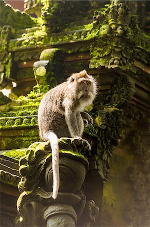 Sacred Monkey Forest in Ubud, Bali, Indonesia, Southeast Asia, Asia Stock Photo - Premium Royalty-Free, Code: 6119-09156517