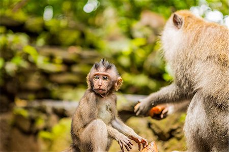 Sacred Monkey Forest in Ubud, Bali, Indonesia, Southeast Asia, Asia Photographie de stock - Premium Libres de Droits, Code: 6119-09156519