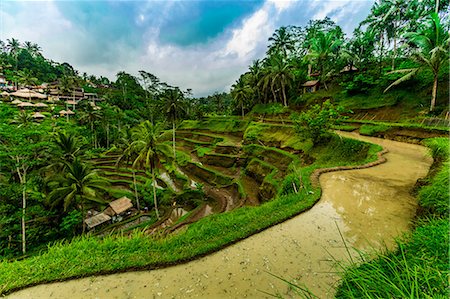Tegallalang Rice Terrace in Bali, Indonesia, Southeast Asia, Asia Stock Photo - Premium Royalty-Free, Code: 6119-09156520