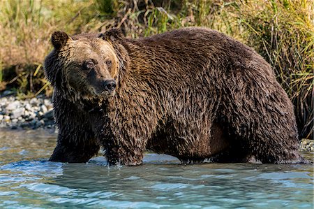 simsearch:400-05306351,k - Grizzly (brown) bear (Ursus arctos) at Crescent Lake, Lake Clark National Park and Preserve, Alaska, United States of America, North America Stock Photo - Premium Royalty-Free, Code: 6119-09156688