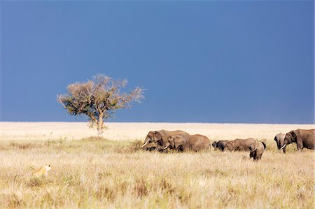 Lioness (Panthera leo) and African elephant (Loxodonta africana), Serengeti National Park, UNESCO World Heritage Site, Tanzania, East Africa, Africa Stock Photo - Premium Royalty-Free, Code: 6119-09156617