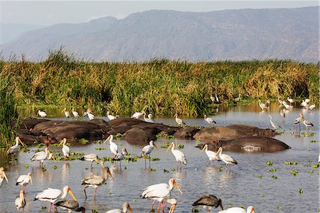 Yellow billed stork (Mycteria ibis) and hippo (Hippopotamus amphibius) at a water hole, Lake Manyara National Park, Tanzania, East Africa, Africa Foto de stock - Sin royalties Premium, Código: 6119-09156623