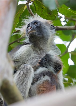 simsearch:6119-08541989,k - Endemic Red Colobus monkey (Piliocolobus), Jozani Forest, Jozani Chwaka Bay National Park, Island of Zanzibar, Tanzania, East Africa, Africa Stock Photo - Premium Royalty-Free, Code: 6119-09156627