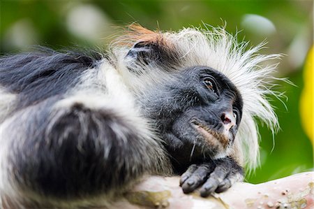 simsearch:6119-08211445,k - Endemic Red Colobus monkey (Piliocolobus), Jozani Forest, Jozani Chwaka Bay National Park, Island of Zanzibar, Tanzania, East Africa, Africa Stock Photo - Premium Royalty-Free, Code: 6119-09156628