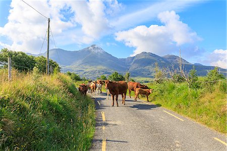 Cows on the road, Killarney National Park, County Kerry, Munster, Republic of Ireland, Europe Photographie de stock - Premium Libres de Droits, Code: 6119-09161644