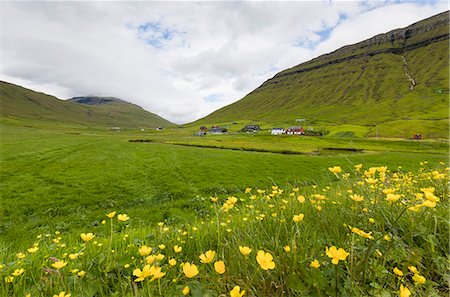 simsearch:6119-09074156,k - Wild flowers on green hills of Kollafjorour, Torshavn Municipality, Streymoy Island, Faroe Islands, Denmark, Europe Stock Photo - Premium Royalty-Free, Code: 6119-09161674