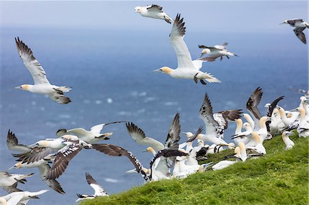 simsearch:6119-07780995,k - Gannet seabirds, Mykines Island, Faroe Islands, Denmark, Europe Photographie de stock - Premium Libres de Droits, Code: 6119-09161679