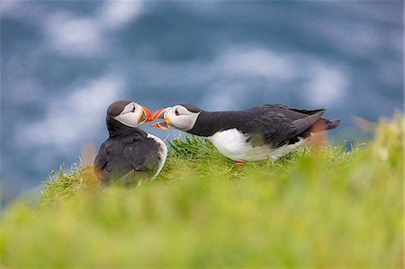 frailecillo común - Atlantic puffins on grass, Mykines Island, Faroe Islands, Denmark, Europe Foto de stock - Sin royalties Premium, Código: 6119-09161683