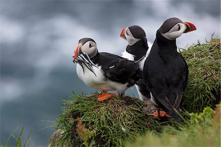 Atlantic puffins with catch in the beak, Mykines Island, Faroe Islands, Denmark, Europe Photographie de stock - Premium Libres de Droits, Code: 6119-09161682