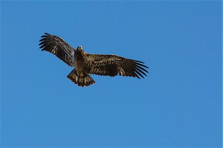 fauna silvestre - Juvenile Bald Eagle in flight (Haliaeetus leucocephalus), Jasper National Park, Alberta, Canada, North America Foto de stock - Sin royalties Premium, Código: 6119-09161740