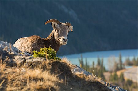 femelle du mouton - Rocky Mountain Bighorn Sheep ewe (Ovis canadensis), Jasper National Park, UNESCO World Heritage Site, Alberta, Canada, North America Photographie de stock - Premium Libres de Droits, Code: 6119-09161741