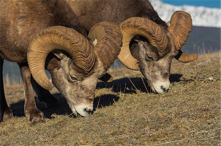 Rocky Mountain Bighorn Rams (Ovis canadensis) grazing, Jasper National Park, UNESCO World Heritage Site, Alberta, Canada, North America Photographie de stock - Premium Libres de Droits, Code: 6119-09161747