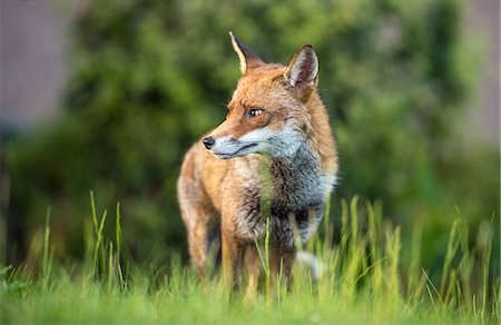 fox - Urban fox, United Kingdom, Europe Stock Photo - Premium Royalty-Free, Code: 6119-09161788