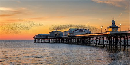 schar - Starling murmuration, Blackpool Pier at sunset, Lancashire, England, United Kingdom, Europe Stockbilder - Premium RF Lizenzfrei, Bildnummer: 6119-09161723