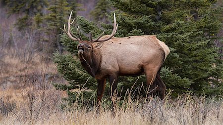 Bull Elk (Wapiti) (Cervus canadensis) in autumn willows, Jasper National Park, UNESCO World Heritage Site, Alberta, Canada, North America Stock Photo - Premium Royalty-Free, Code: 6119-09161736