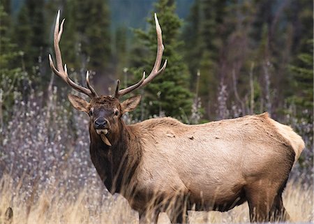 sauce - Bull Elk (Wapiti) (Cervus canadensis) in autumn willows, Jasper National Park, UNESCO World Heritage Site, Alberta, Canada, North America Foto de stock - Sin royalties Premium, Código: 6119-09161739