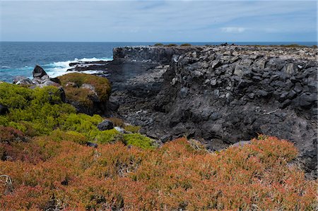 española island - Colorful vegetation on Punta Suarez, Espanola Island, Galapagos Islands, UNESCO World Heritage Site, Ecuador, South America Foto de stock - Sin royalties Premium, Código: 6119-09161878