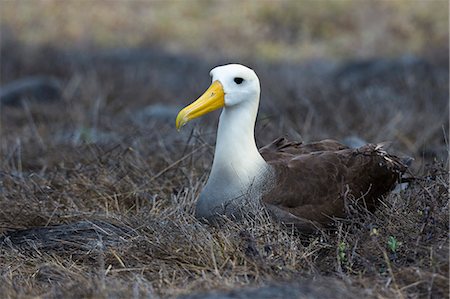 simsearch:6119-09073828,k - Portrait of a waved albatross (Diomedea irrorata) sitting on nest, Espanola Island, Galapagos Islands, UNESCO World Heritage Site, Ecuador, South America Stock Photo - Premium Royalty-Free, Code: 6119-09161879