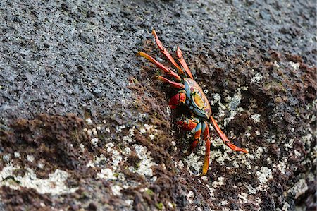 simsearch:841-03675109,k - Sally Lightfoot Crab (Grapsus grapsus), Floreana Island, Galapagos Islands, UNESCO World Heritage Site, Ecuador, South America Foto de stock - Sin royalties Premium, Código: 6119-09161884