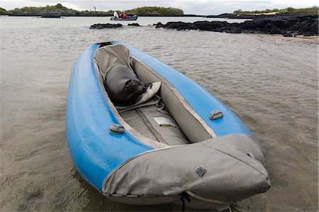 simsearch:6119-09073814,k - Galapagos Sea Lion (Zalophus californianus wollebaeki), resting on a kayak, Post Office Bay, Floreana Island, Galapagos Islands, UNESCO World Heritage Site, Ecuador, South America Photographie de stock - Premium Libres de Droits, Code: 6119-09161889