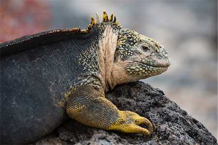 simsearch:6119-08268204,k - Land Iguana (Conolophus subcristatus), South Plaza Island, Galapagos Islands, UNESCO World Heritage Site, Ecuador, South America Foto de stock - Sin royalties Premium, Código: 6119-09161893