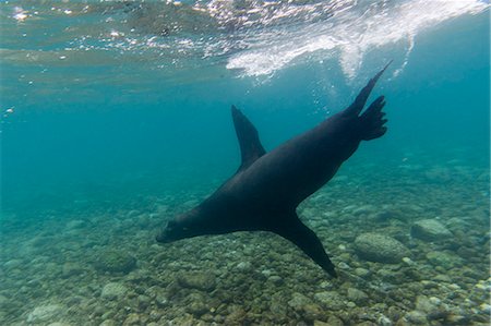 Galapagos sea lions (Zalophus californianus wollebaeki), underwater, Santa Fe Island, Galapagos Islands. Ecuador, South America Stock Photo - Premium Royalty-Free, Code: 6119-09161890