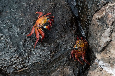 simsearch:6119-09238834,k - Sally Lightfoot Crab (Grapsus grapsus), South Plaza Island, Galapagos Islands, UNESCO World Heritage Site, Ecuador, South America Stock Photo - Premium Royalty-Free, Code: 6119-09161891