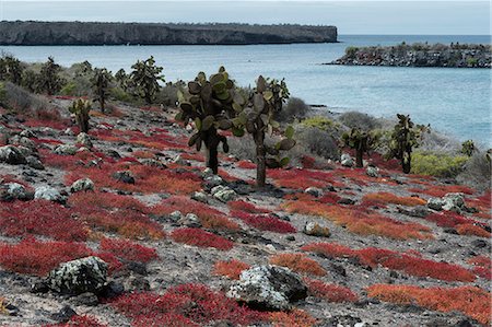 Sesuvium edmonstonei and cactus (Opuntia sp.), South Plaza Island, Galapagos Islands, UNESCO World Heritage Site, Ecuador, South America Stock Photo - Premium Royalty-Free, Code: 6119-09161897