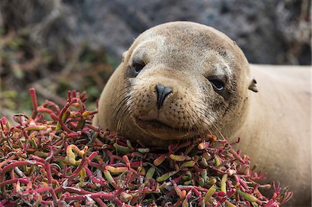 Portrait of a Galapagos sea lion (Zalophus californianus wollebaeki), South Plaza Island, Galapagos Islands, UNESCO World Heritage Site, Ecuador, South America Stock Photo - Premium Royalty-Free, Code: 6119-09161894