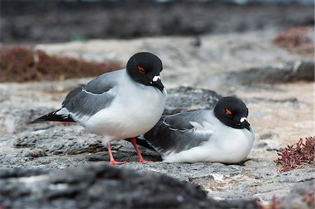 south plaza island - Swallow-tailed gulls (Larus furcatus), South Plaza Island, Galapagos Islands, UNESCO World Heritage Site, Ecuador, South America Foto de stock - Sin royalties Premium, Código: 6119-09161896