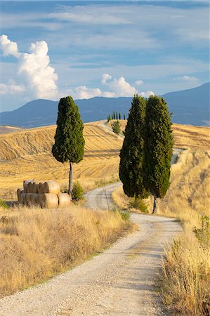 Cypress trees and fields in the afternoon sun at Agriturismo Terrapille (Gladiator Villa) near Pienza in Tuscany, Italy, Europe Photographie de stock - Premium Libres de Droits, Code: 6119-09161823
