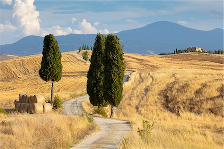 european cypress tree - Cypress trees and fields in the afternoon sun at Agriturismo Terrapille (Gladiator Villa) near Pienza in Tuscany, Italy, Europe Stock Photo - Premium Royalty-Free, Code: 6119-09161822